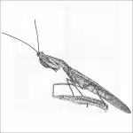 Peruvian Shield Mantis black and white drawing