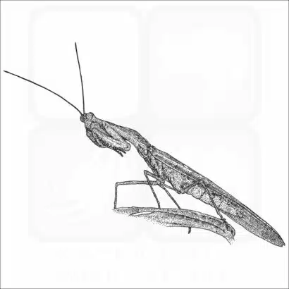 Peruvian Shield Mantis black and white drawing