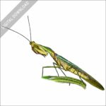 Peruvian Shield Mantis stock image