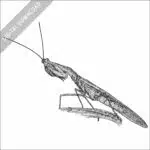 Peruvian Shield Mantis black and white stock image