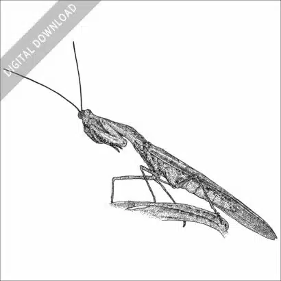 Peruvian Shield Mantis black and white stock image