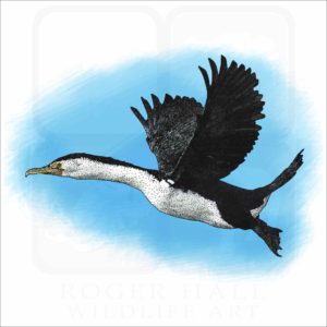Australian Pied Cormorant illustration