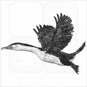 Australian Pied Cormorant black and white drawing