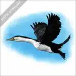Australian Pied Cormorant stock image