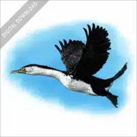 Australian Pied Cormorant stock image