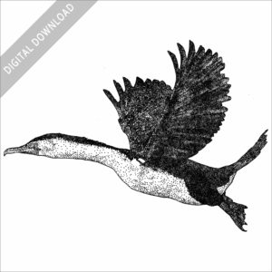 Australian Pied Cormorant black and white stock image