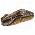 San Francisco Alligator Lizard illustration