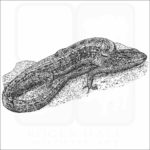 San Francisco Alligator Lizard black and white drawing