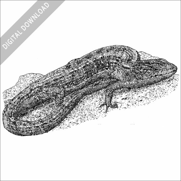 San Francisco Alligator Lizard black and white stock image