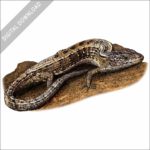 San Francisco Alligator Lizard stock art