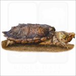 Suwannee Snapping Turtle illustration