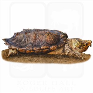 Suwannee Snapping Turtle illustration
