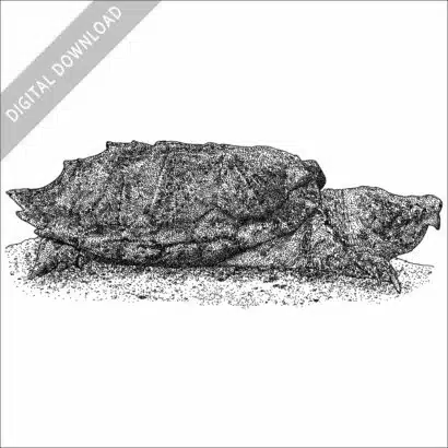 Suwannee Snapping Turtle black and white stock image