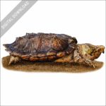 Suwannee Snapping Turtle stock image