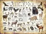 Wildlife of Big Bend National Park poster print