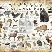 Wildlife of Big Bend National Park poster print
