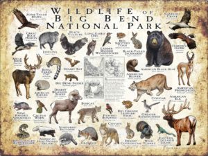 Wildlife of Big Bend National Park poster print