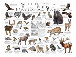 Wildlife of Big Bend National Park poster print