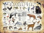 Wildlife of Everglades National Park poster print