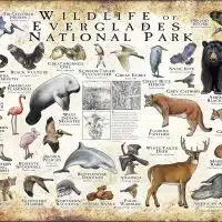 Wildlife of Everglades National Park poster print