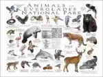 Wildlife of Everglades National Park poster print