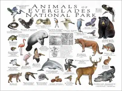 Wildlife of Everglades National Park poster print