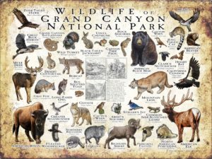 Wildlife of Grand Canyon National Park National Park poster