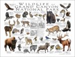 Wildlife of Grand Canyon National Park poster print