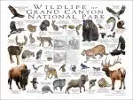 Wildlife of Grand Canyon National Park poster print
