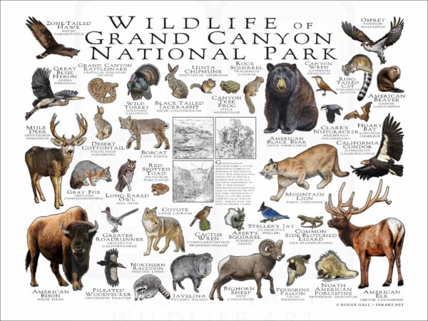 Wildlife of Grand Canyon National Park poster print