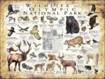 Wildlife of Olympic Nation poster pral Park