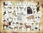 Wildlife of Olympic Nation poster pral Park