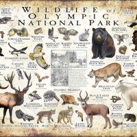 Wildlife of Olympic Nation poster pral Park