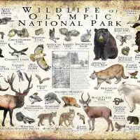 Wildlife of Olympic Nation poster pral Park