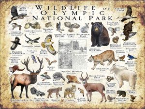 Wildlife of Olympic Nation poster pral Park