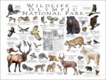 Wildlife of Olympic National Park poster print