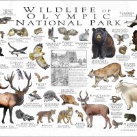 Wildlife of Olympic National Park poster print