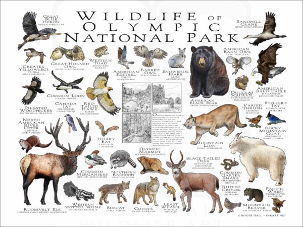 Wildlife of Olympic National Park poster print