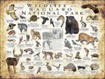 Wildlife of Saguaro National Park poster print