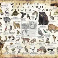 Wildlife of Saguaro National Park poster print