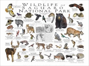 Wildlife of Saguaro National Park poster print