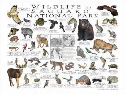 Wildlife of Saguaro National Park poster print