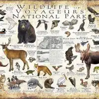 Wildlife of Voyageurs National Park poster print
