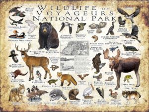 Wildlife of Voyageurs National Park poster print