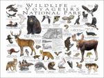 Wildlife of Voyageurs National Park poster print