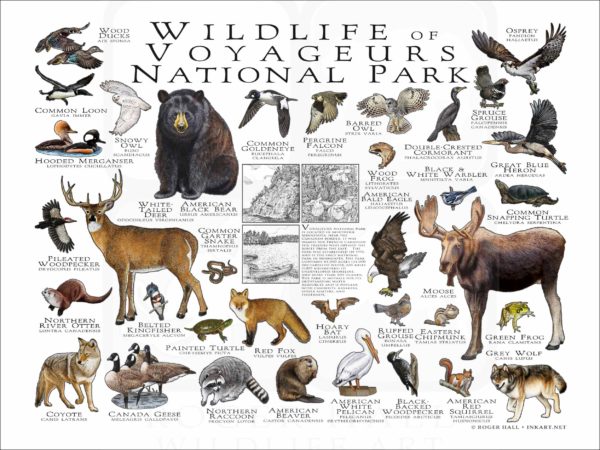 Wildlife of Voyageurs National Park poster print