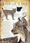 Iberian Lynx infographic poster