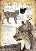 Iberian Lynx infographic poster