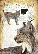 Iberian Lynx infographic poster