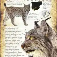 Iberian Lynx infographic poster